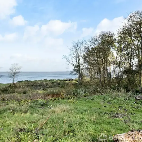 Grønt græs vokser på en åben mark, hvor træer står i en klynge til højre. Baggrunden viser en stille sø med en lys, blå himmel.