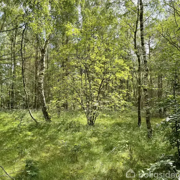 Træ står midt i en tæt skov, omgivet af andre træer og grønt græs, i et naturligt, skyggefuldt miljø.