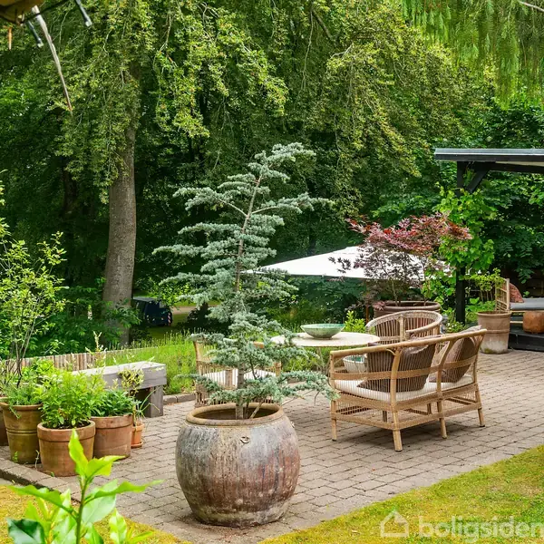 Stor krukke med træ på terrasse omgivet af grønne planter og stole. Terrassen er omgivet af frodigt, træfyldt område, hvilket skaber en rolig haveatmosfære.
