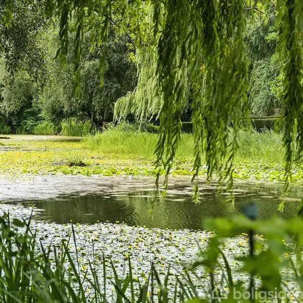 En frodig sø omgivet af grønt løv og hængende piletræer. Vandplanter flyder på overfladen, mens det omkringliggende skovområde skaber en fredfyldt atmosfære.