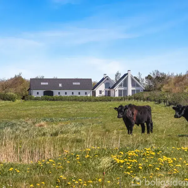 To køer græsser på en mark med vilde blomster. I baggrunden står en stor hvid landejendom omgivet af træer, under en blå himmel.