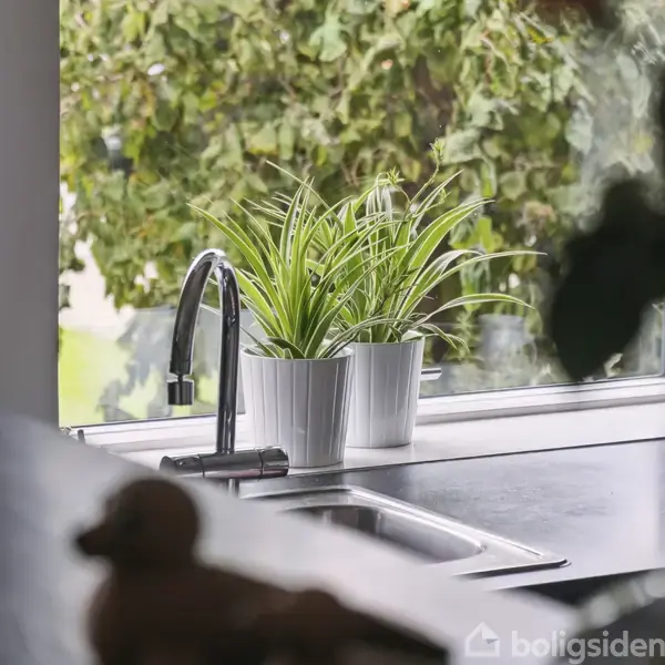 Planter står i hvide potter på en køkkenbordplade ved siden af en vandhane. Baggrunden viser grønne træer udenfor gennem et vindue.