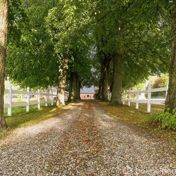 Grusvej strækker sig fremad, flankeret af store træer på begge sider. Hvide hegn løber parallelt langs vejen, og lyset filtreres gennem løvet, skaber en fredfyldt atmosfære.