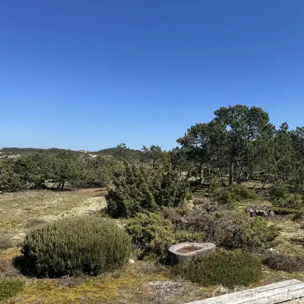 Grønne buske og træer står spredt på en tør, græsbeklædt slette under en klar blå himmel. I forgrunden ses en betonsokkel delvist dækket af vegetation.