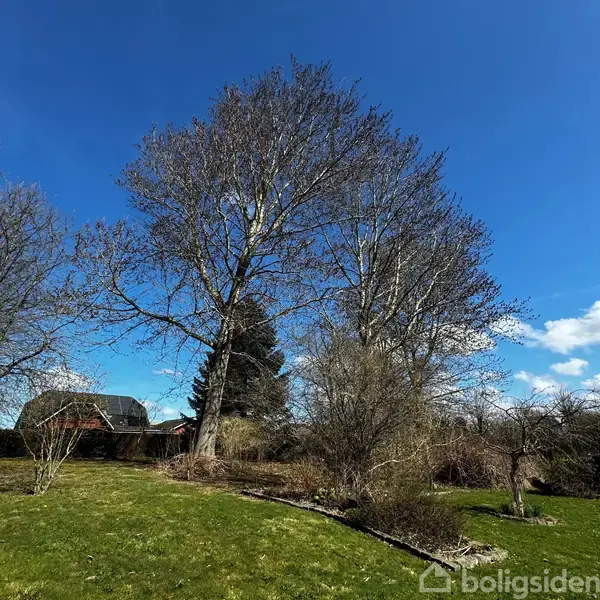 Træer står nøgne i en have med grønne græsarealer i forgrunden, mens en blå himmel med spredte skyer og et rødt hus med sort tag kan ses i baggrunden.