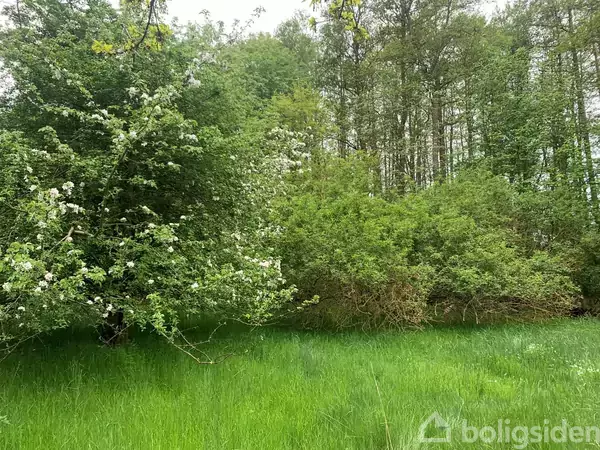 En tæt bevoksning af buske og træer står i en grøn, frodig eng. Flere af buskene har hvide blomster. I baggrunden ses høje, tætte træer.