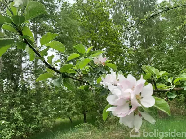 Gren med hvide og lyserøde blomster blomstrer i forgrunden, omgivet af en grøn, frodig park eller skov.