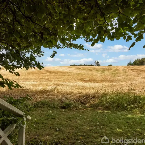 En mark med gyldent korn strækker sig under en blå himmel med skyer. Forgrunden viser en hvid trappe og en lampestolpe omgivet af grønne træer.