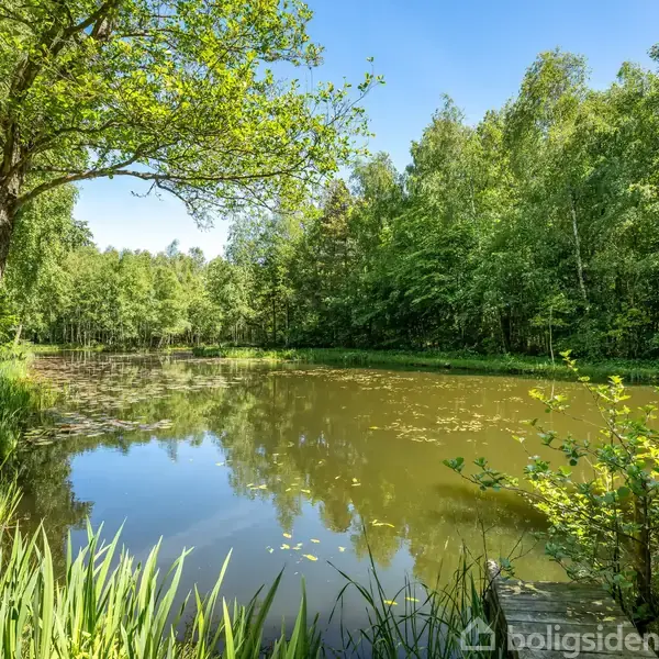 En sø omringet af frodig skov reflekterer trækronerne og den blå himmel. Græs og buske vokser tæt langs bredden, og et enkelt træ står lidt skævt ved vandkanten.
