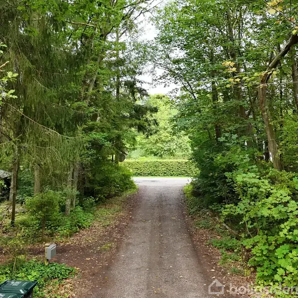 Grusvej leder gennem frodig skov med tætte træer på begge sider, der danner en grøn tunnel. Lyset bryder ind i baggrunden og afslører en klar himmel.