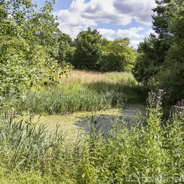Dam fyldt med siv og omgivet af frodig vegetation i en skovklædt område. Sollys skinner gennem trækronerne, og himlen er let overskyet.