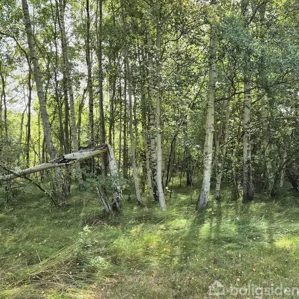 Træer står i en tæt klynge, belyst af sollys, omgivet af frodig grøn bevoksning og græs i en skov.