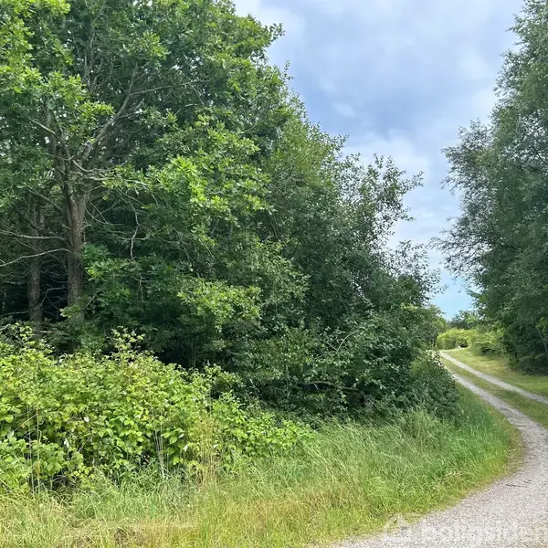 Grusvej snor sig gennem frodig skov med grønne buske og træer omkring. Himlen er overskyet, hvilket giver en dæmpet belysning over landskabet.