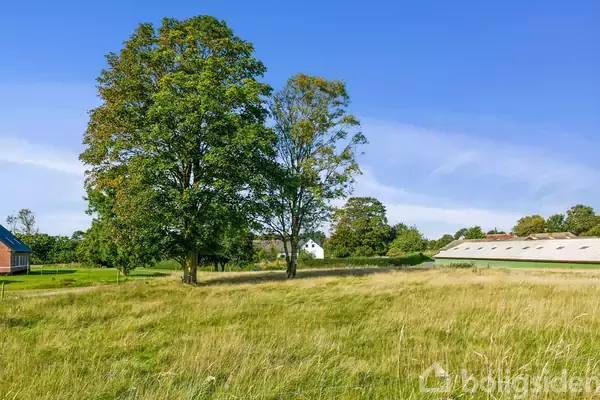 To store træer står i en grøn mark. I baggrunden ses en hvid bygning og en lagerbygning med grønt tag under en blå himmel.