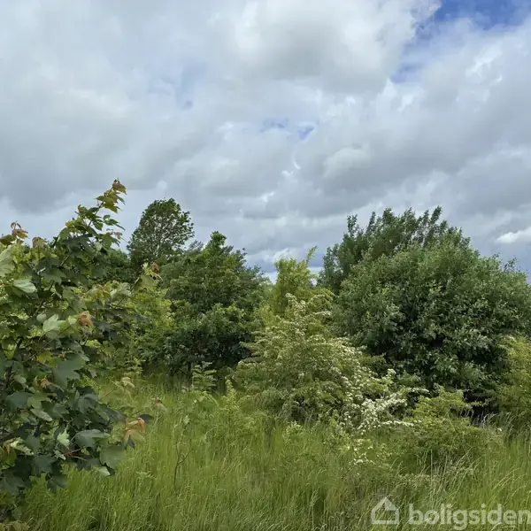 Træer og buske står tæt sammen i et grønt område, mens skyer dækker himlen. Vegetationen er frodig og tæt, hvilket skaber en naturlig atmosfære.