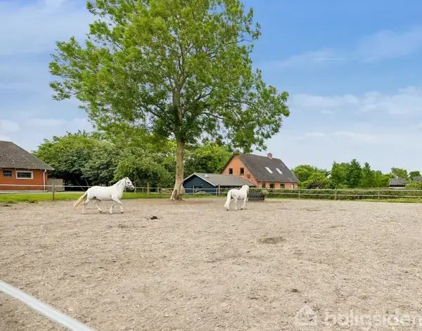 To hvide heste står stille på en grusbelagt indhegning. Bag dem ses et stort træ og røde bygninger i et landligt område.