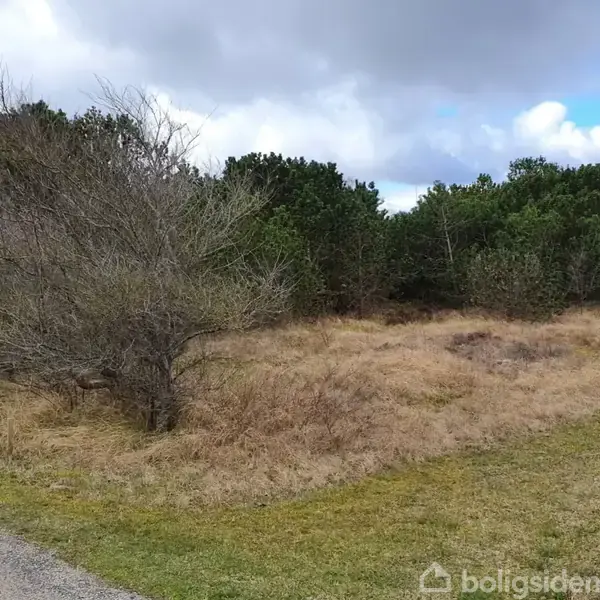 Tørt græs og buske står stille ved siden af en asfaltvej i et åbent naturområde under en overskyet himmel.