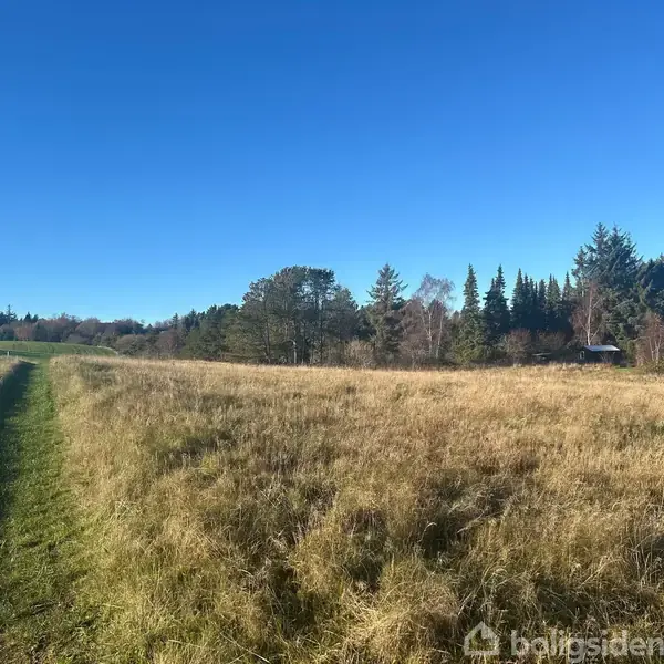 Græsmark strækker sig til skovkant med tætstående træer i solskin. En smal sti løber langs venstre side, omgivet af åben himmel uden skyer.