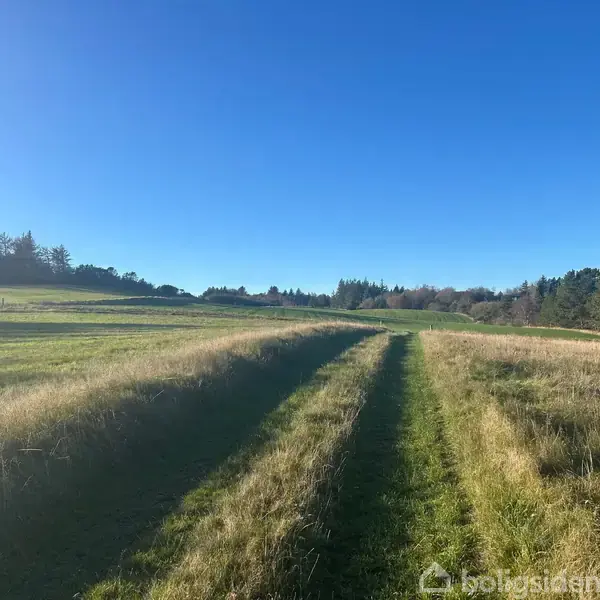 Græsmark med hjulspor strækker sig gennem åbent landskab. Omringet af træer i horisonten under en klar blå himmel.