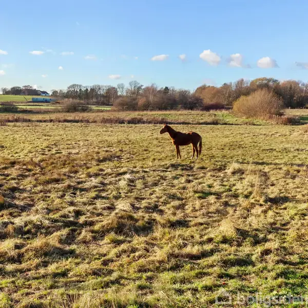 En hest står stille på en åben eng under en klar blå himmel med få skyer. Omgivelserne består af marker og fjerne træer i horisonten.