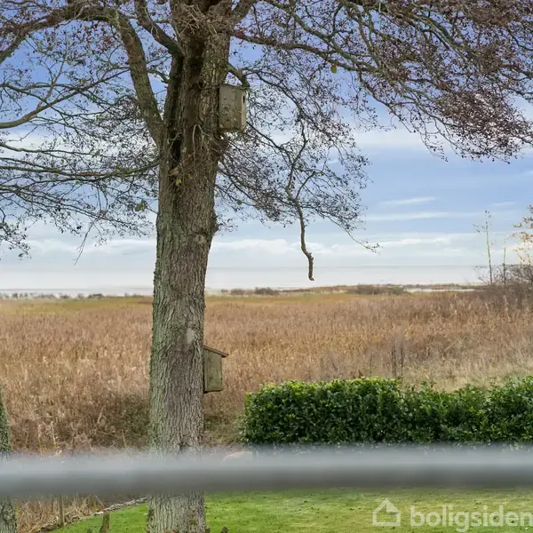 Træer med fuglehuse hænger stille i en have, omgivet af en græsplæne. I baggrunden ses en sø eller et vådområde og en klar blå himmel.