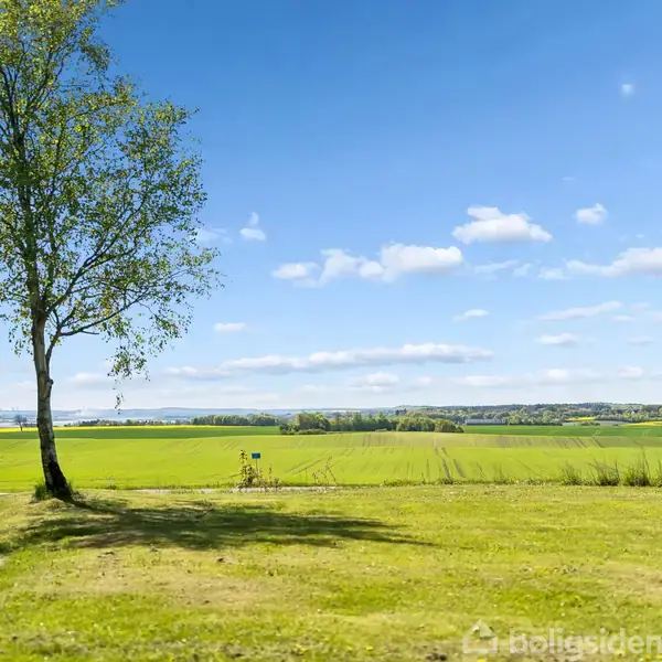 Et ensomt træ står på en grøn græsplæne med en stor udsigt til åbne marker og en blå himmel med spredte skyer.