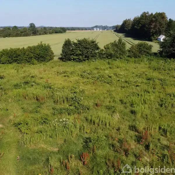Et stort grønt område fyldt med højt græs og vilde planter. Grønt landskab med spredte buske og træer i baggrunden under en klar blå himmel.