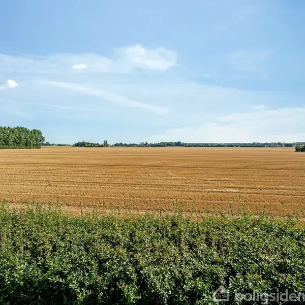 En gylden kornmark ligger stille under en klar blå himmel. I forgrunden ses en grøn hæk, og i baggrunden er der en række træer.