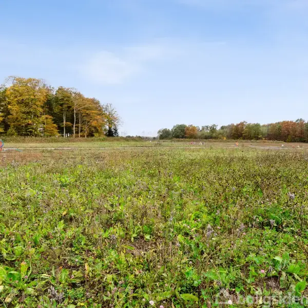 Åben mark med grønne planter vokser frit; nogle små farvede markører er placeret i jorden. Skovbevoksning ses i baggrunden under en blå himmel.