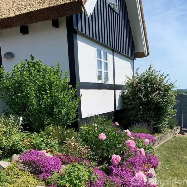 Traditionelt bindingsværkshus med hvid og sort facade. Foran er en frodig have med blomstrende lyserøde og lilla blomster, tæt buskads, og en havelåge i baggrunden.