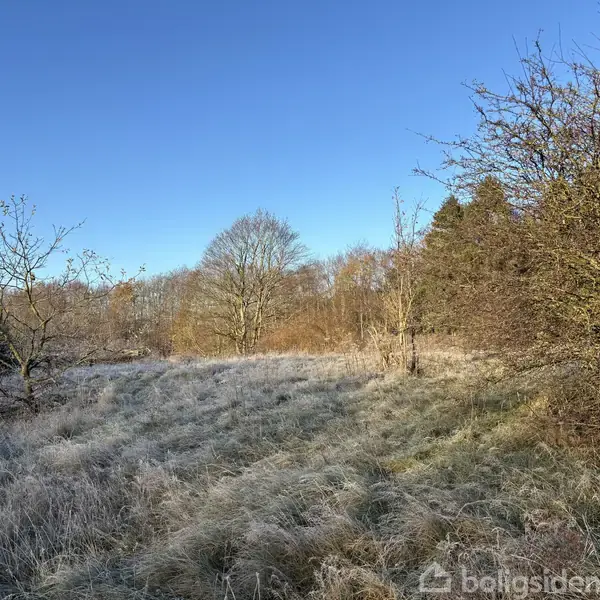 Græs dækket af frost strækker sig over en åben eng, mens nøgne træer står stille under en klar blå himmel, omkranset af buske og spredte træer.