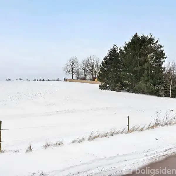 Et snedækket marklandskab med sporadiske træer langs en vej. Sneen dækker jorden og flere hegnspæle skaber linjer. Baggrund domineres af grønne grantræer mod en lys blå himmel.