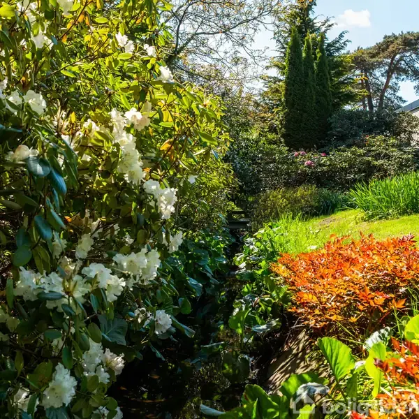 Blomstrende buske dominerer haven, hvor hvide og røde blomster pryder omgivelserne. Sollys stråler gennem løvet, og en græsplæne samt forskellige træer danner en fredelig baggrundsstemning.