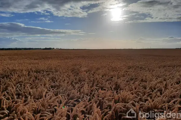 Planteavlsgård/-jord på Hammelvej 137, 8870 Langå