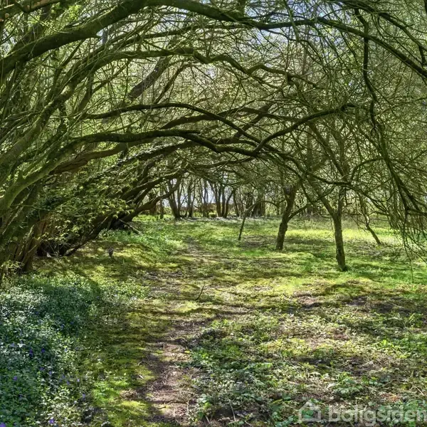 Træer danner en naturlig tunnel, hvor deres grene bøjer sig over en skovsti. Solens stråler skaber et mønster af lys og skygger på den frodige, grønne jord.