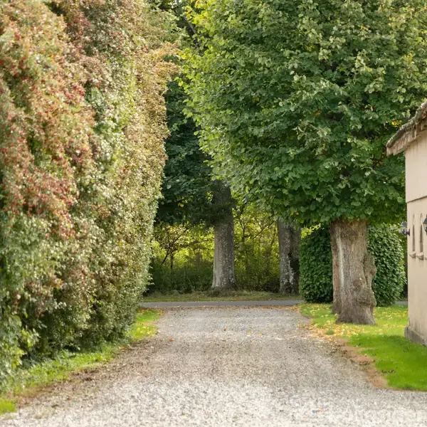 Grussti leder ned mellem frodige, tætte buske og et hus med vinduer til højre, omgivet af grønne græsarealer og store træer i baggrunden.