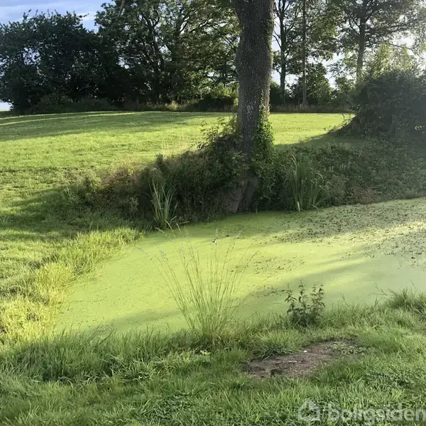 En grøn dam er dækket med alger. Et træ står ved kanten. Baggrunden består af en græsplæne med træer. Et skilt med teksten "Til salg" er placeret til venstre.