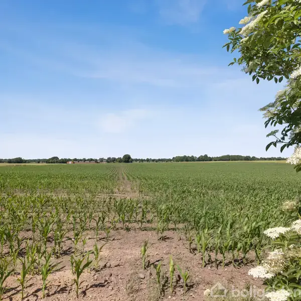 Majsfelt strækker sig i horisonten under klar blå himmel. Planterne er i vækst, med grønne blade. I højre forgrund ses blomstrende busk, der tilføjer en naturlig ramme.
