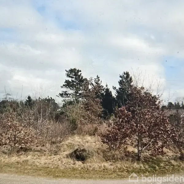 Græstykke med spredte, lave buske og træer står stille under en skyet himmel. I baggrunden ses større nåletræer. Foran er en smal grusvej.