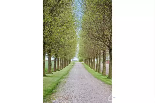 En grusvej omkranset af høje træer strækker sig ud i det fjerne. Træernes grene danner en grøn tunnel i en landlig omgivelser.