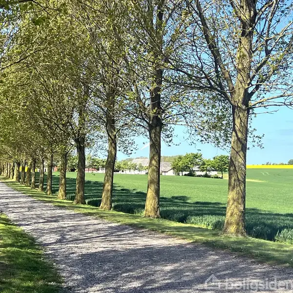 Grusvej flankeret af træer strækker sig ind i horisonten, med grønne marker ved siden af, under en klar blå himmel.