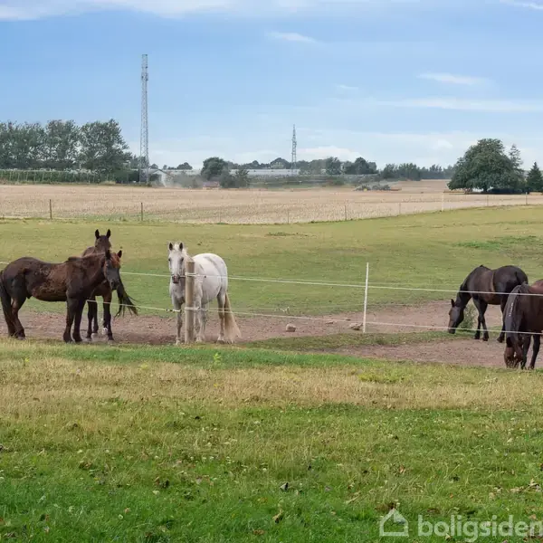 Heste står og græsser i en indhegnet markområde med fladt landskab og træer i baggrunden, under en blå, let overskyet himmel.