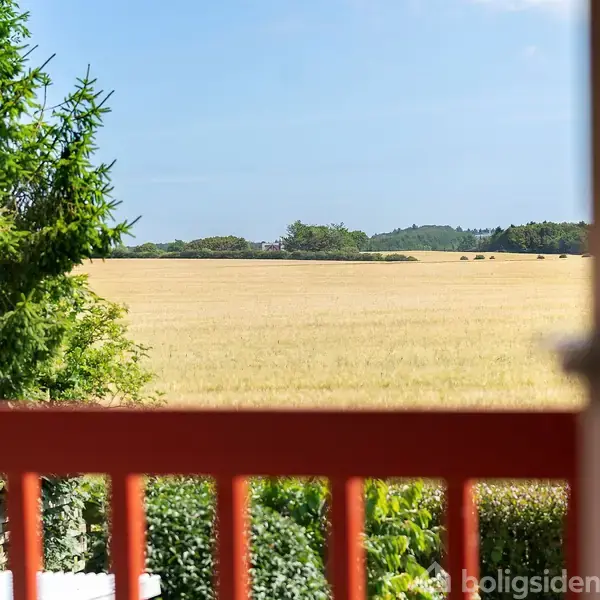 En udsigt over en bred kornmark set fra en balkon med et rødt rækværk. Nær grænsen til marken er grønne buske og et stort træ. Himlen er blå.