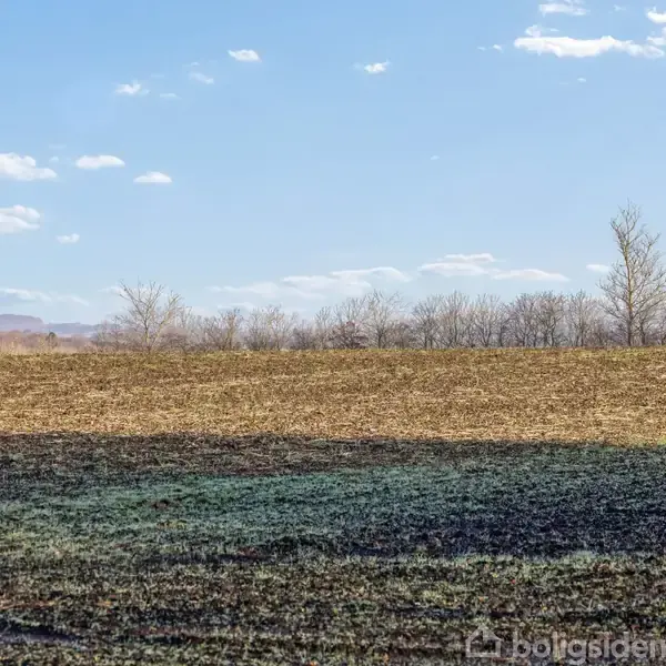 En mark ligger stille med tørt græs i forgrunden. Spredte træer uden blade står under en blå himmel med spredte skyer i baggrunden.