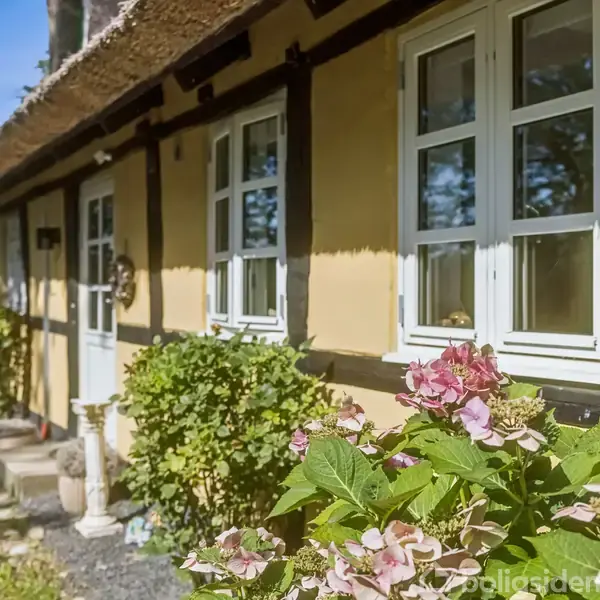 Bindingsværkshus med stråtag og hvide vinduer står i sollys. Foran huset er der en stensti og blomstrende hortensiaer. En lysblå dør fører ind i huset.