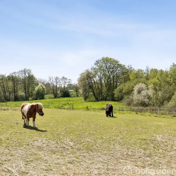 To heste græsser på en åben mark omkranset af grønne træer under en klar blå himmel, hvilket skaber en fredelig landlig atmosfære.