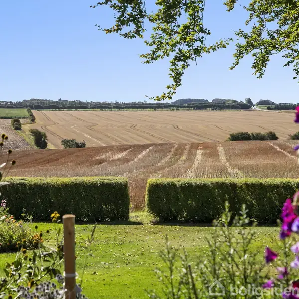 Et kornfelt strækker sig under en klar blå himmel, flankeret af frodige hække og farverige blomster i forgrunden. Træer skaber en naturlig ramme omkring scenen.