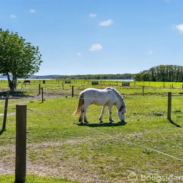 En hvid hest græsser på en grøn mark, omgivet af træer og hegn under en klar blå himmel. En enkelt træ står i nærheden. I baggrunden ses flere heste.