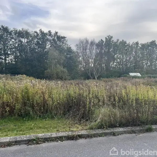 Græsareal står uplejet med høje vilde planter; det er omkranset af store træer under en overskyet himmel. I forgrunden ses en kantsten langs vejen.