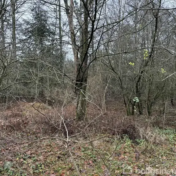 Træer står stille i en skov med bare grene. Omgivet af sparsom vegetation på en overskyet dag. Ingen tekst til stede.